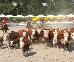 PonyparkCity Cowboys